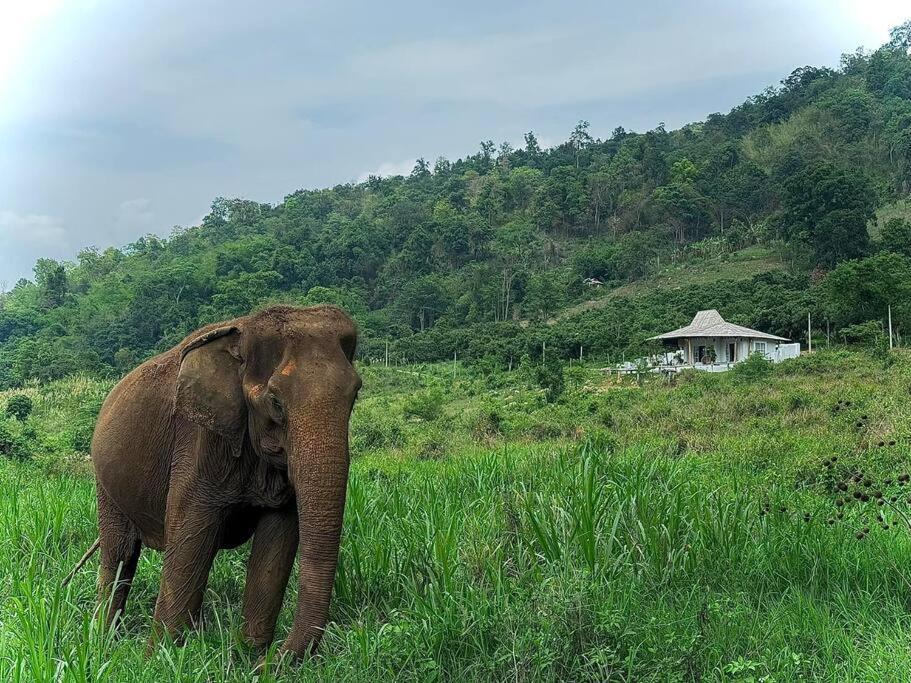 Elephantpoolvilla Maetang Chiangmai Ban Muang Kut Exterior foto